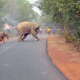 Hazra’s award-winning image from 2017. A calf is seen fleeing from fireballs thrown by villagers.